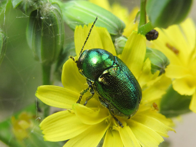 Chrysomelidae: altro Cryptocephalus transiens